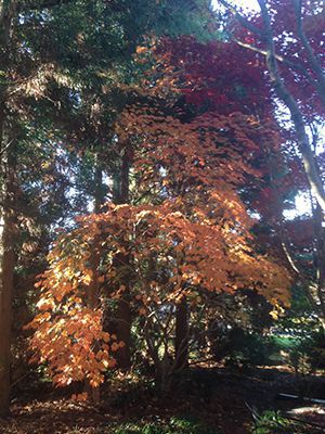 Maple trees