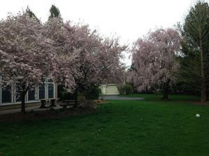 Cherry trees